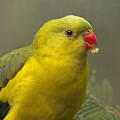 Healesville Sanctuary Healesville Sanctuary